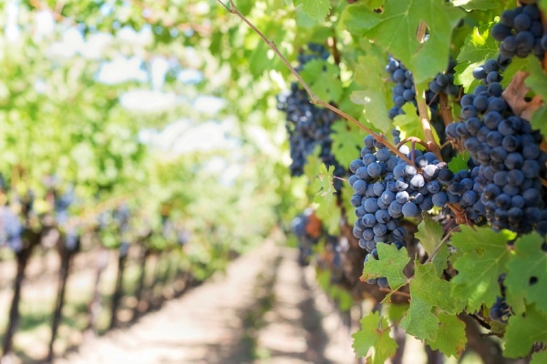 vignoble ile de ré